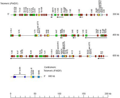 Standardized IMGT® Nomenclature of Salmonidae IGH Genes, the Paradigm of Atlantic Salmon and Rainbow Trout: From Genomics to Repertoires